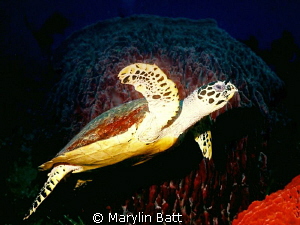 Large turtle just at dusk, Apo Island. by Marylin Batt 
